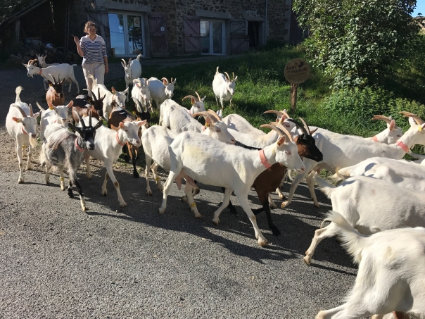 Floriane conduisant le troupeau de chèvres
