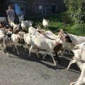 Floriane conduisant le troupeau de chèvres